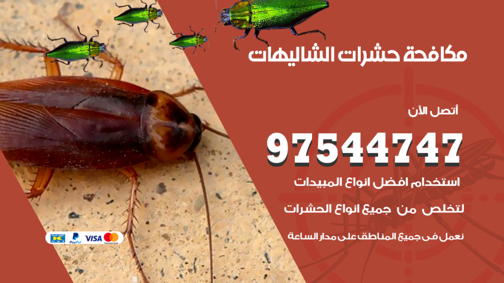 رقم مكافحة حشرات وقوارض الشاليهات